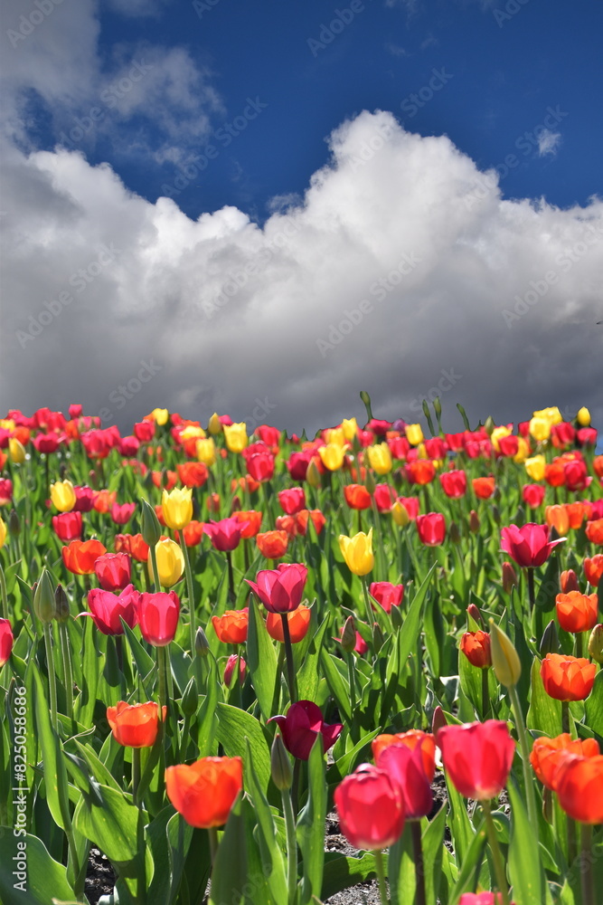 Fototapeta premium A field of tulips in bloom, Québec, Canada