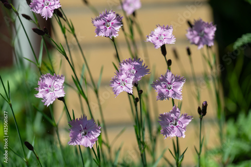 cluster of pinks in hard light close-up