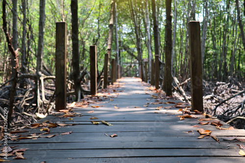 A nature trail made from wood in forest  countryside Thailand