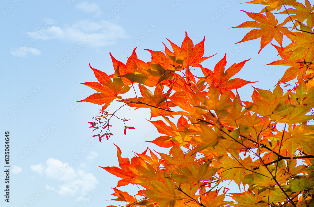 Red leaves of Acer freemanii Autumn Blaze on blue sky background. Close-up of fall colors maple tree leaves in park Red leaves of Acer freemanii Autumn Blaze on blue sky background. Close-up of fall colors maple tree leaves in park