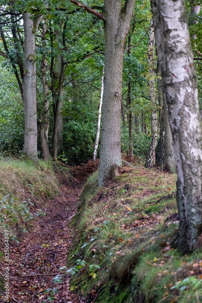 A tranquil forest trail meandering among trees, covered with fallen leaves, forming a serene autumn backdrop