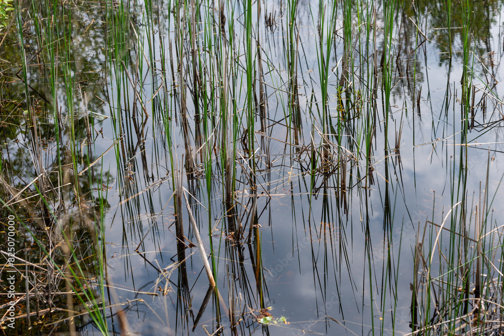 reeds and other aquatic plants in still water with sky reflected on the surface reeds and other aquatic plants in still water with sky reflected on the surface