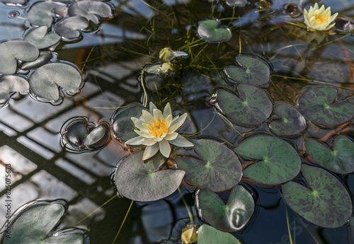 Hardy yellow water lily also known as Nymphaea Pygmaea Helvola in the pond at the water garden. photo