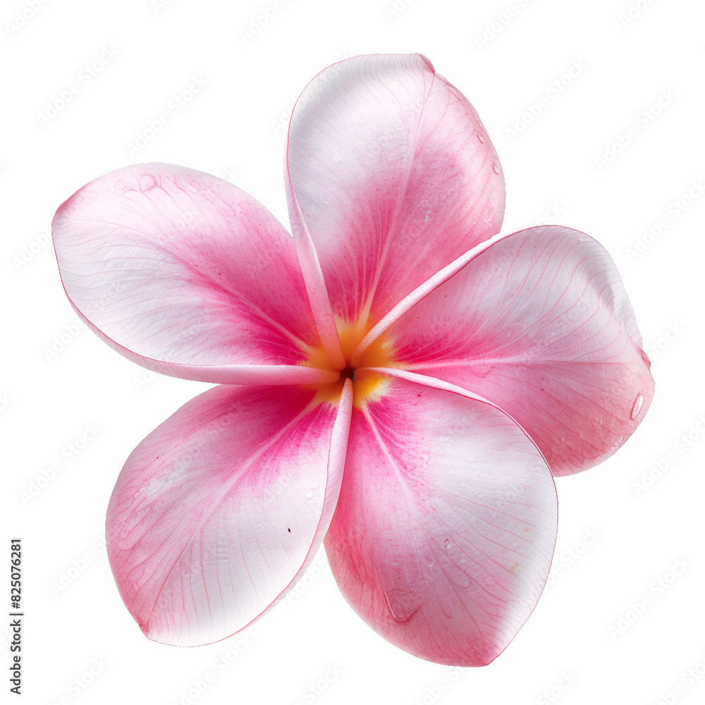 Fototapeta premium Pink Frangipani, transparent background, isolated image, generative AI