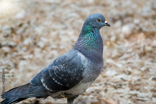 Dove pigeon bird in city park