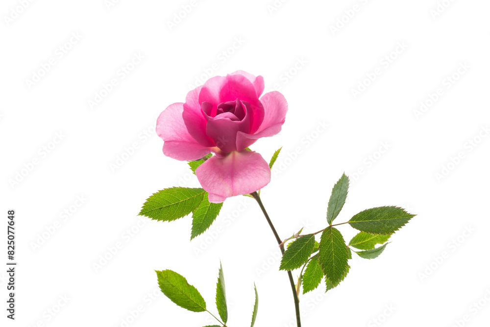 Fototapeta premium Beautiful pink rose on a white background