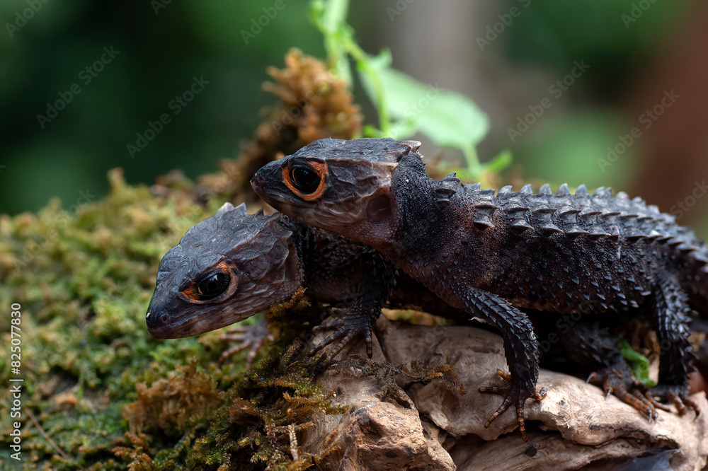 Crocodile skink lizard on their enviroment Crocodile skink lizard on their enviroment