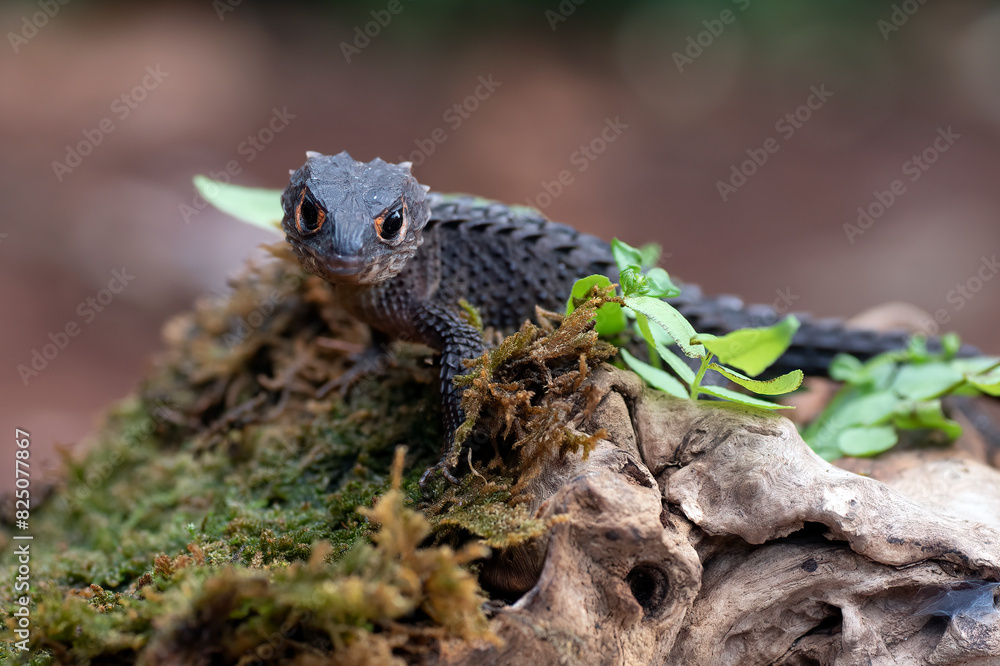 Obraz premium Crocodile skink lizard on their enviroment