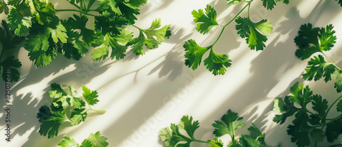 Closeup of coriander leaves on a light background photo