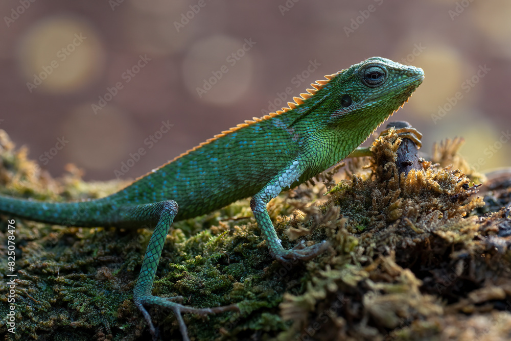 Maned forest lizard sunbathing on a tree log Maned forest lizard sunbathing on a tree log