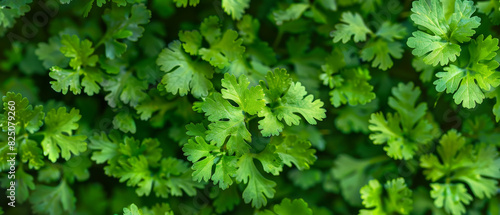 Coriander plant with vibrant leaves photo