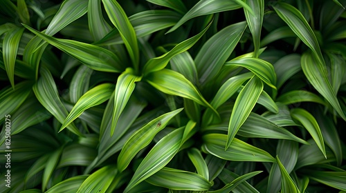 Closeup of vibrant green grass blades, emphasizing the lush and healthy appearance of an ornamental lawn. 