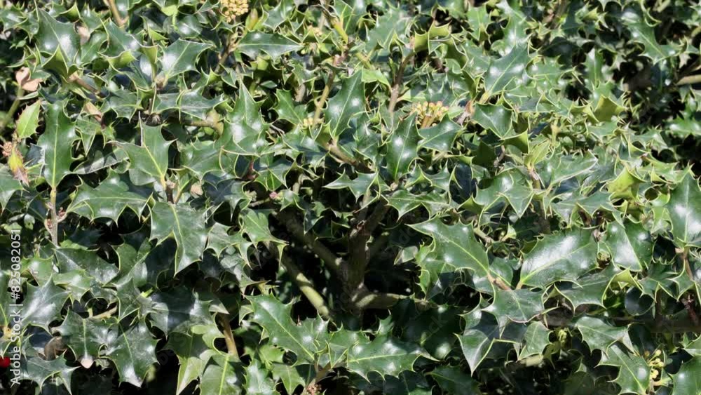 The background of green holly leaves is beautiful, the light of the bright summer sun is pouring on it. This is the idea of landscaping in landscape design The background of green holly leaves is beautiful, the light of the bright summer sun is pouring on it. This is the idea of landscaping in landscape design