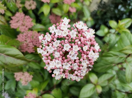Viburnum tinus 'Eve Price'