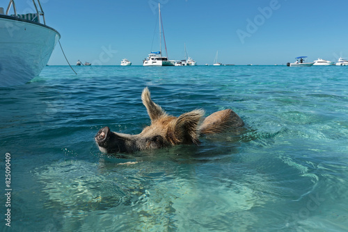 Swimming pig in Caribbean paradise. Bahamas' famous pigs near Exuma island.