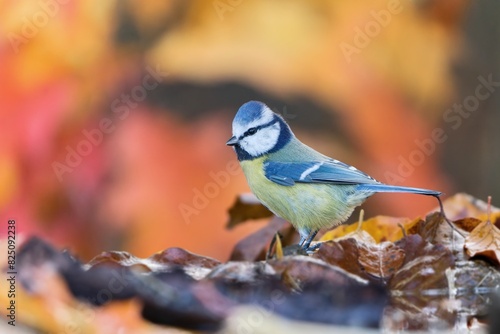 Portrait of a cute blue tit with autumn background.  Cyanistes caeruleus
