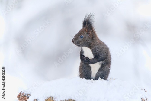 A cute european red squirrel sits on the snow. Winter scene with a squirrel.   Sciurus vulgaris