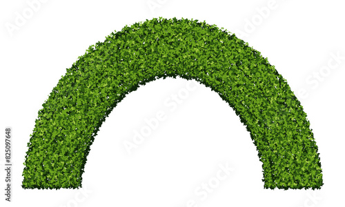 Green round arch hedge made of boxwood bushes isolated on white background. Arc of plants with leaf texture. Garden architecture. Vector illustration. Evergreen pergola.