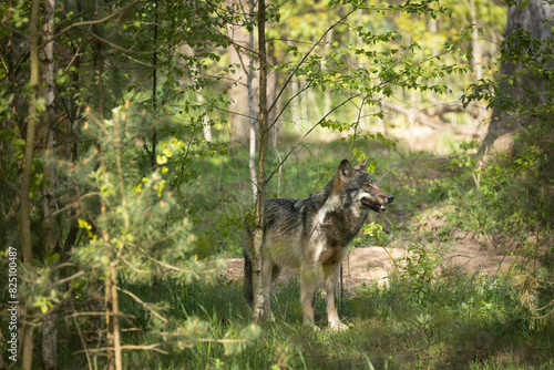 alone  wolf or gray wolf Canis lupus in natural habitat