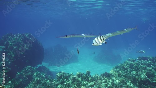 Group of Sea Needle or Garfish swims circling over coral reef on cleaning station for cleaner fish clean their from parasites, slow motion photo