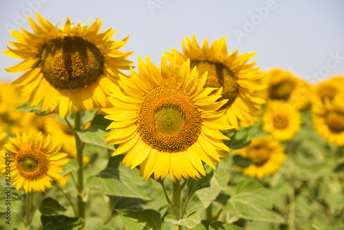 field of yellow sunflowers in an agricultural plantation in andalusia  spain. In the background blue sky and white clouds. Organic farming concept.