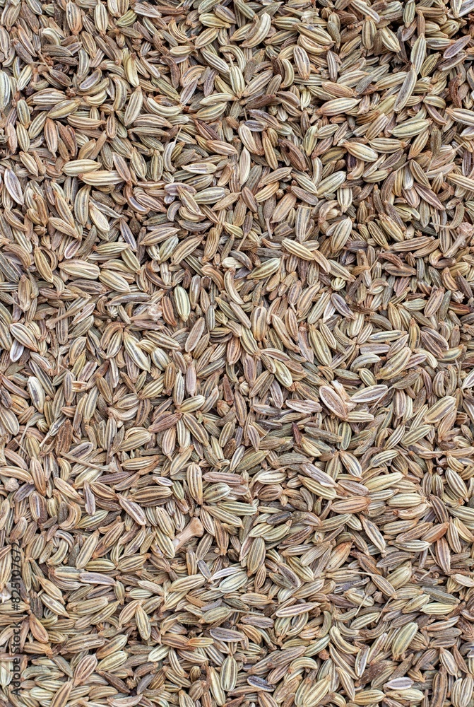 Top View of Fennel Seed Background with Copy Space in Vertical Orientation Top View of Fennel Seed Background with Copy Space in Vertical Orientation