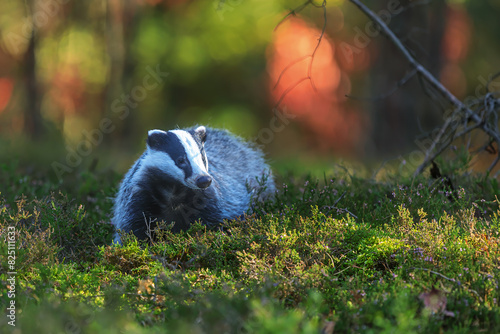 European badger (Meles meles) with forest colour background