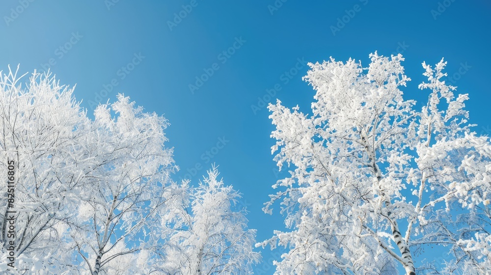 Winter trees under a clear blue sky Winter trees under a clear blue sky