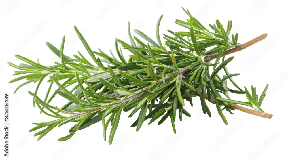 Fototapeta premium A single sprig of rosemary isolated on a clean, white surface
