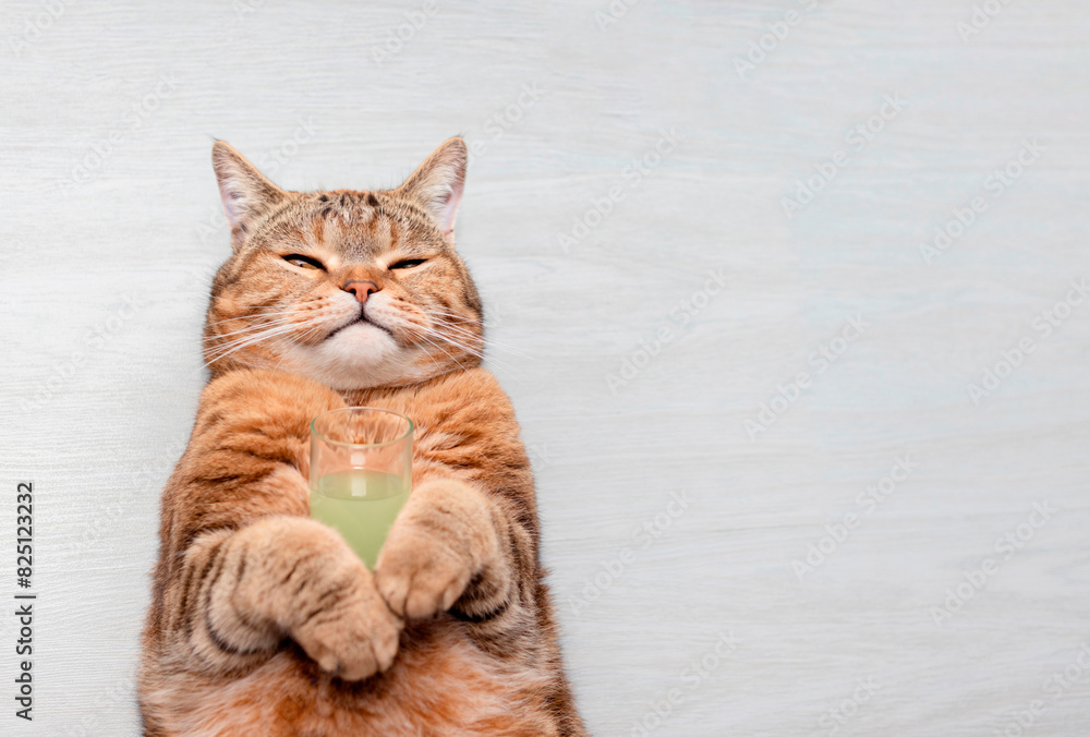 Fototapeta premium Red cat with a cocktail in his paws
