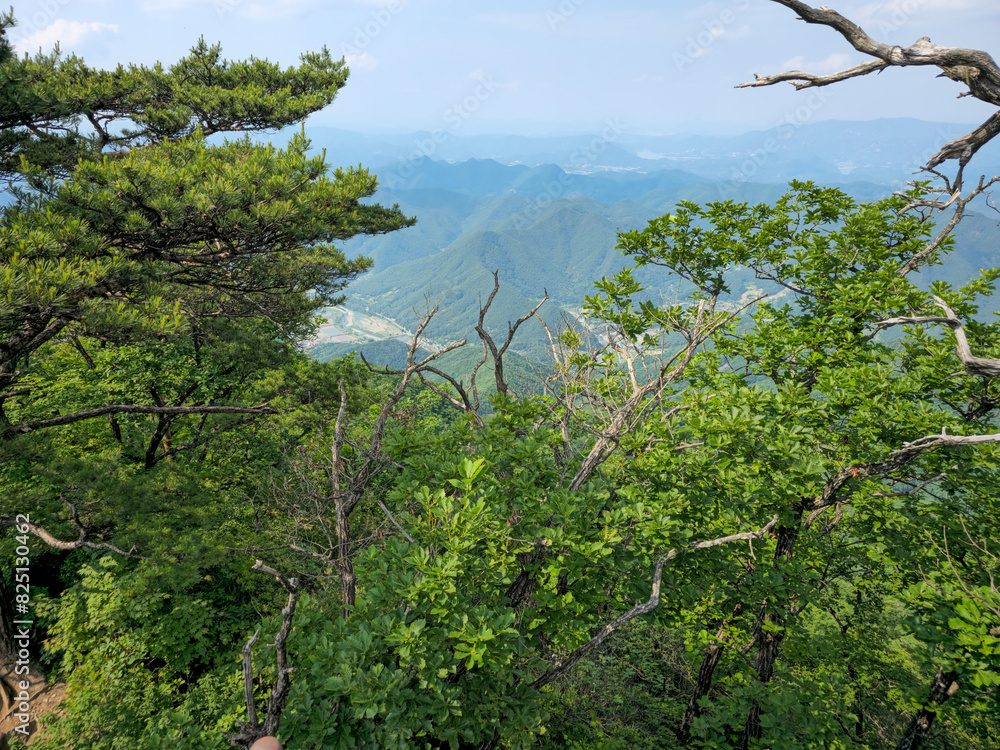 Obraz premium A lush green forest with a view of mountains in the distance. The trees are tall and leafy, creating a serene and peaceful atmosphere