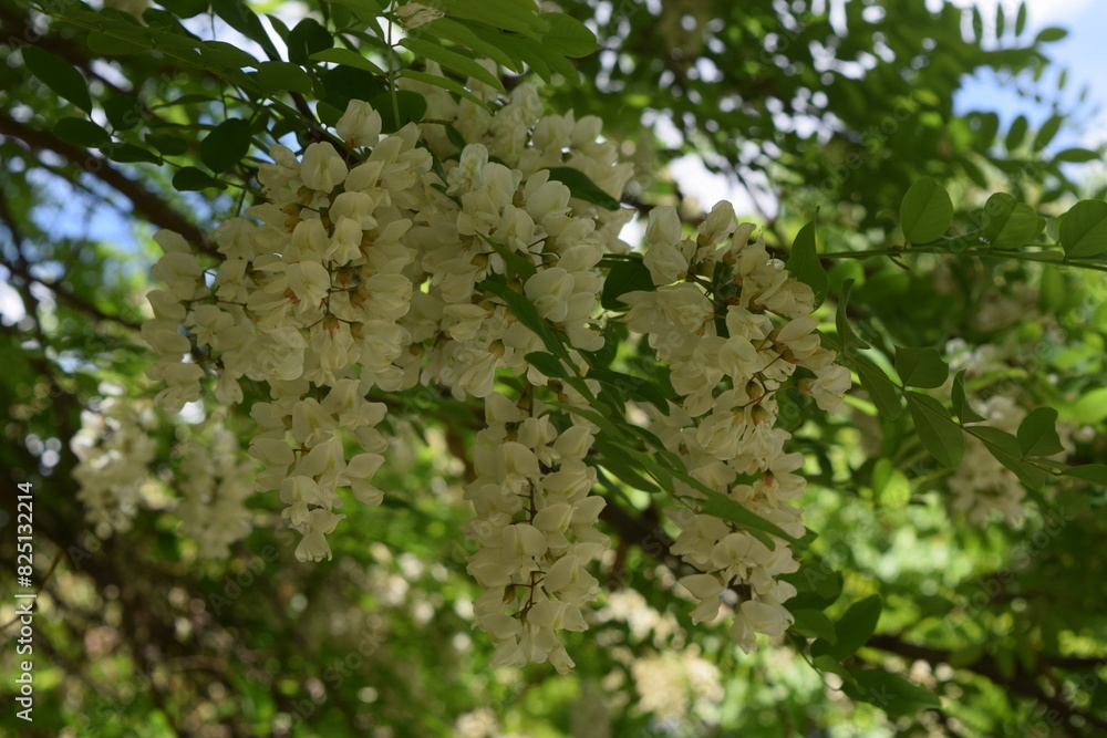 Fototapeta premium tree with flowers