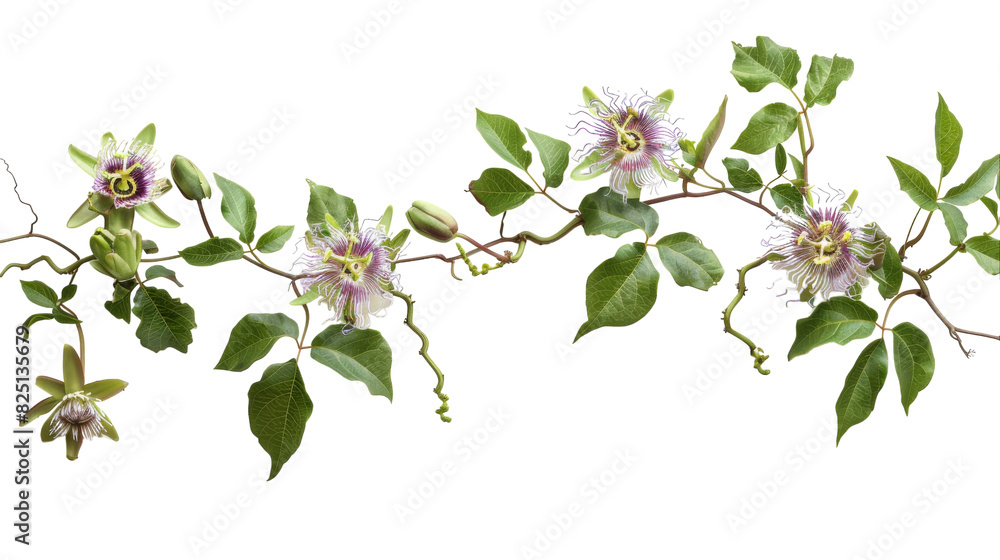 A branch covered in vibrant flowers and green leaves A branch covered in vibrant flowers and green leaves