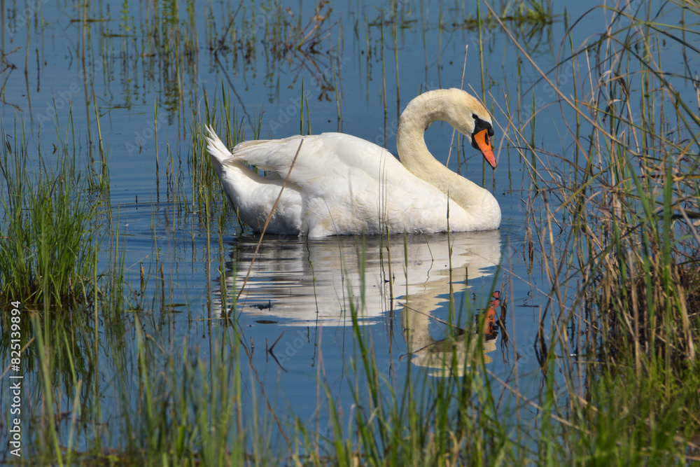 Naklejka premium cigno reale