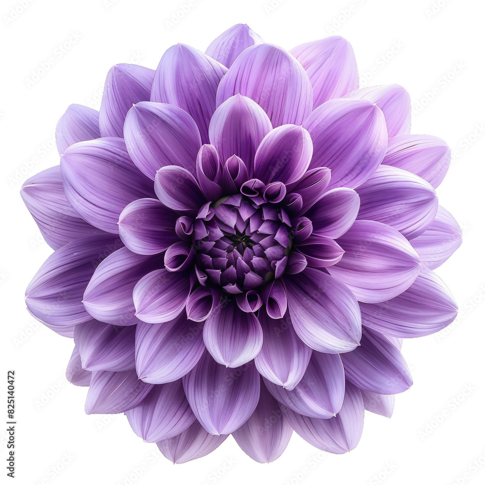 Purple Dahlia, transparent background, isolated image, generative AI Purple Dahlia, transparent background, isolated image, generative AI