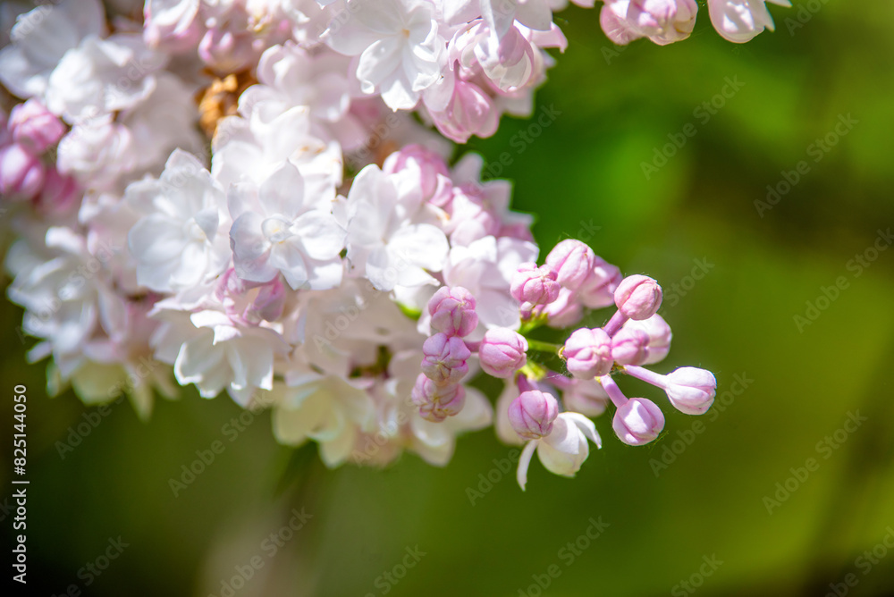 Fototapeta premium Inflorescence of a white lilac against a blue sky 