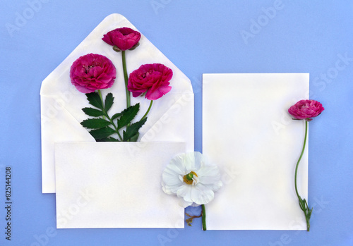 Pink  and white flowers buttercup postal envelope with paper card note with space for text on a blue background. Top view, flat lay