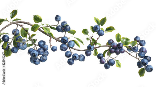 A branch featuring vibrant blue berries and lush green leaves against a natural backdrop