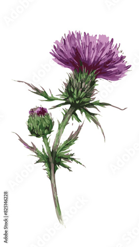 cardo ilustracion botanica 
