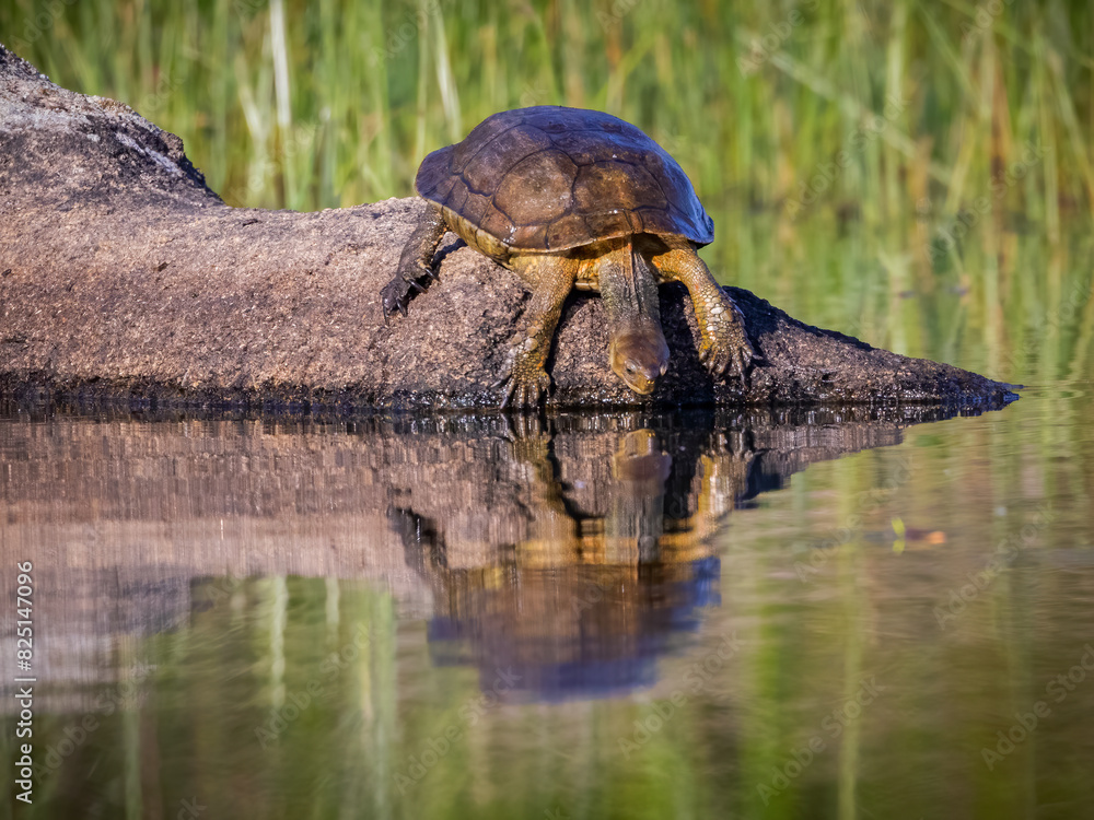 Fototapeta premium Turtle on a rock in a lagoon.