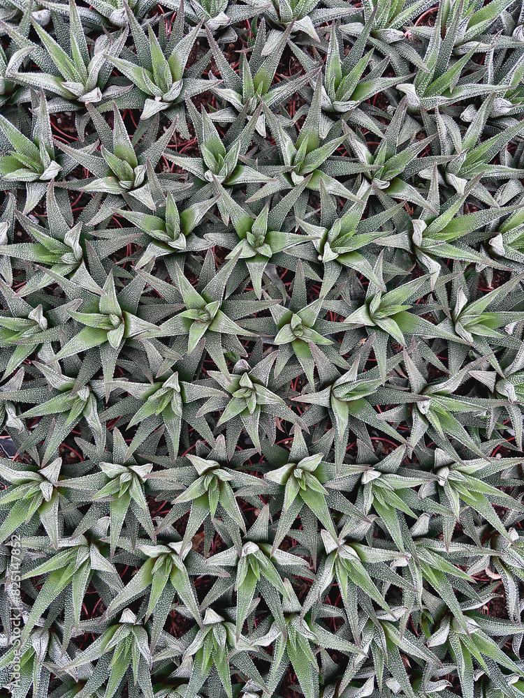 Obraz premium piante grasse, fat plants 
