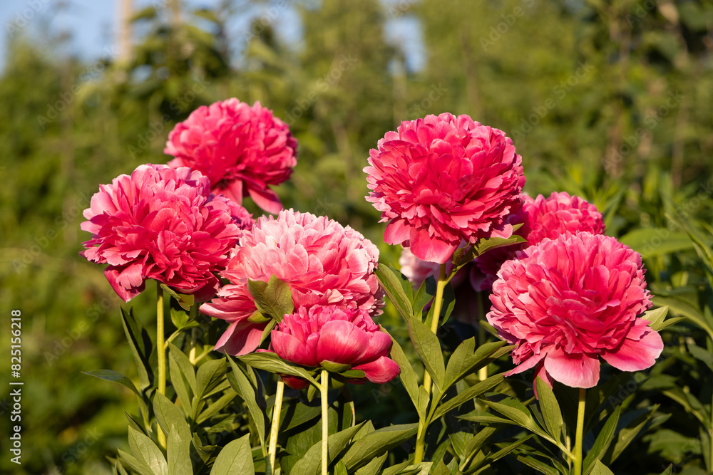 Flower double deep pink peony Mary Jo Legare, blooming paeonia lactiflora in summer garden Flower double deep pink peony Mary Jo Legare, blooming paeonia lactiflora in summer garden