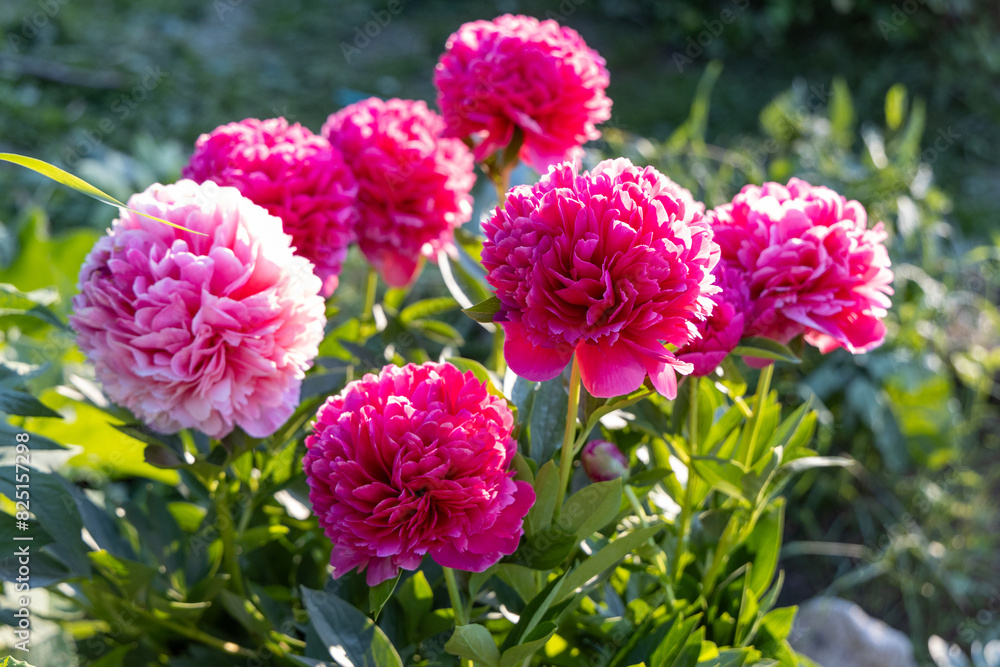 Flower double deep pink peony Mary Jo Legare, blooming paeonia lactiflora in summer garden