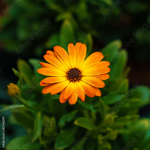 yellow flower in the garden