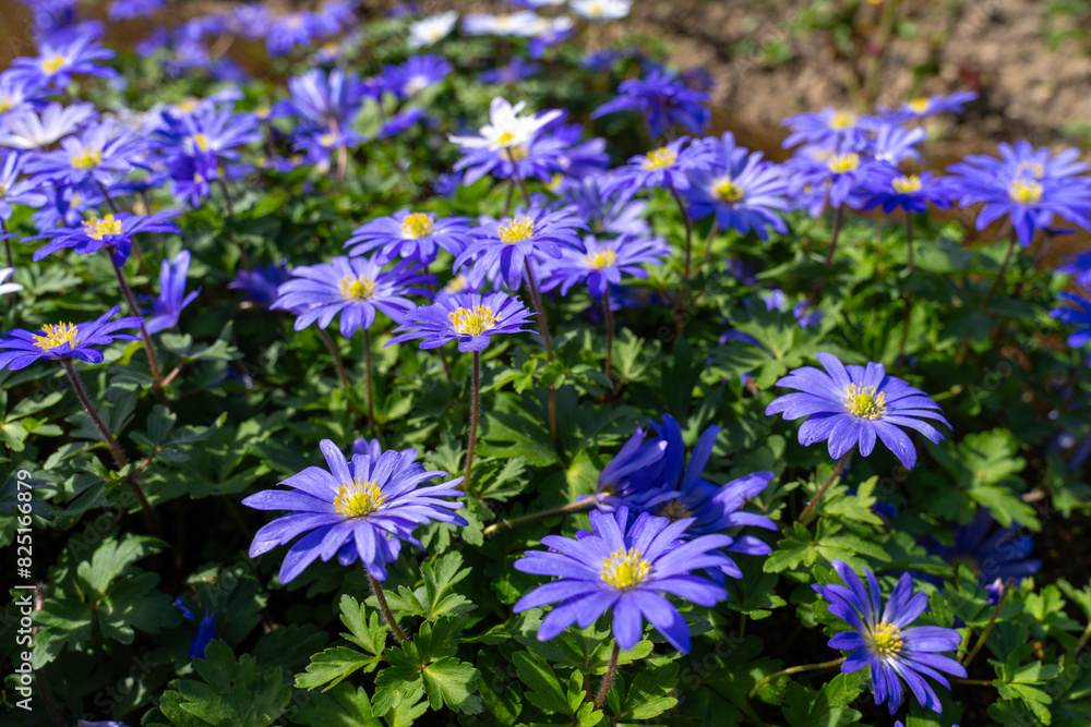 Fototapeta premium Blühende Anemonen im Frühlingsgarten