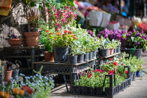 Outdoor flower market in Tbilisi Georgia. Beautiful potted flowers and plant for home or garden, soft focus. Various bouquets in baskets for sale at street market