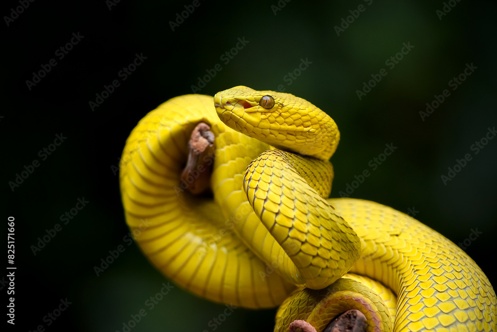 Fototapeta premium yellow snake on a branch