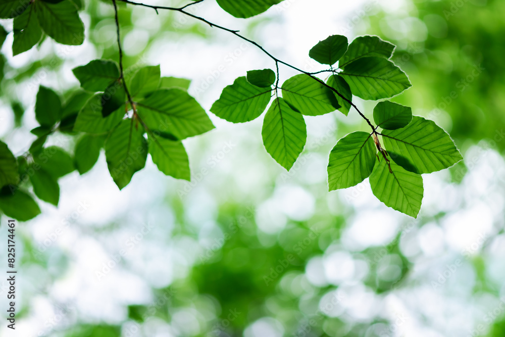 Vibrant green beech leaves adorn the forest in the midst of summer, creating a lush canopy overhead. Nature background Vibrant green beech leaves adorn the forest in the midst of summer, creating a lush canopy overhead. Nature background