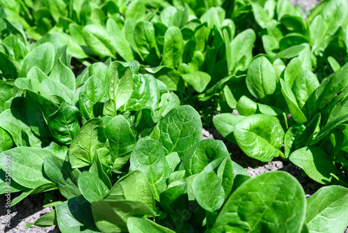 Wallpaper Mural Vegetable bed in home garden with lush green spinach leaves. Gardening concept Torontodigital.ca