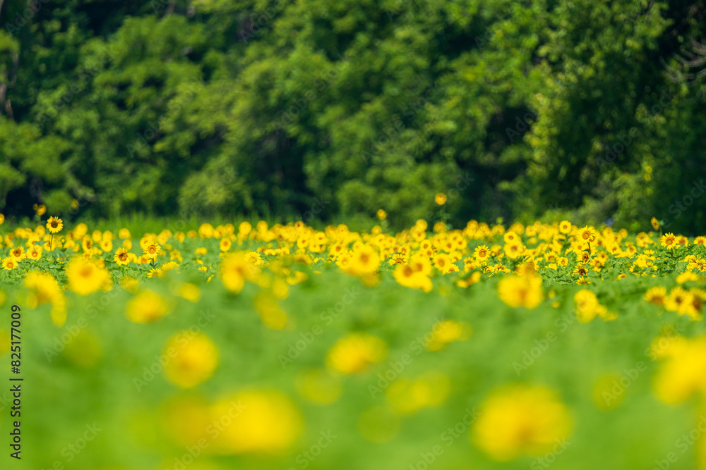 Obraz premium Sunflower field